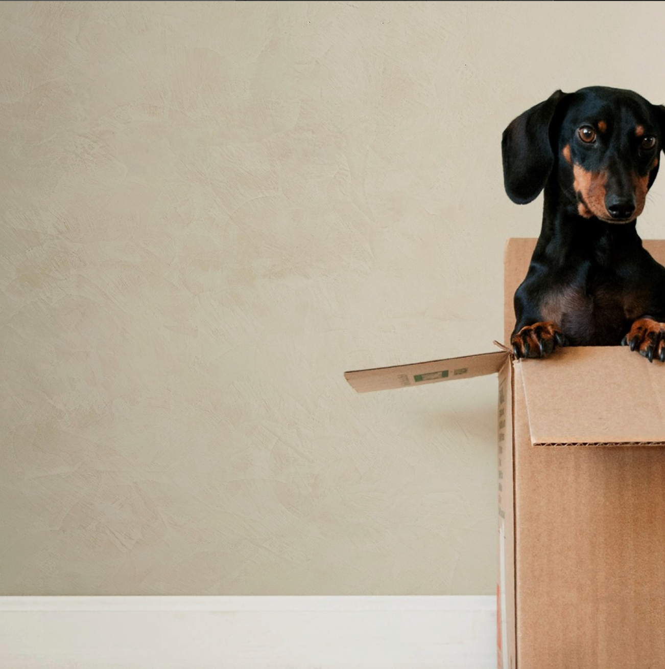 VIOLANTE Rialto Venetian plaster in warm beige on interior wall
