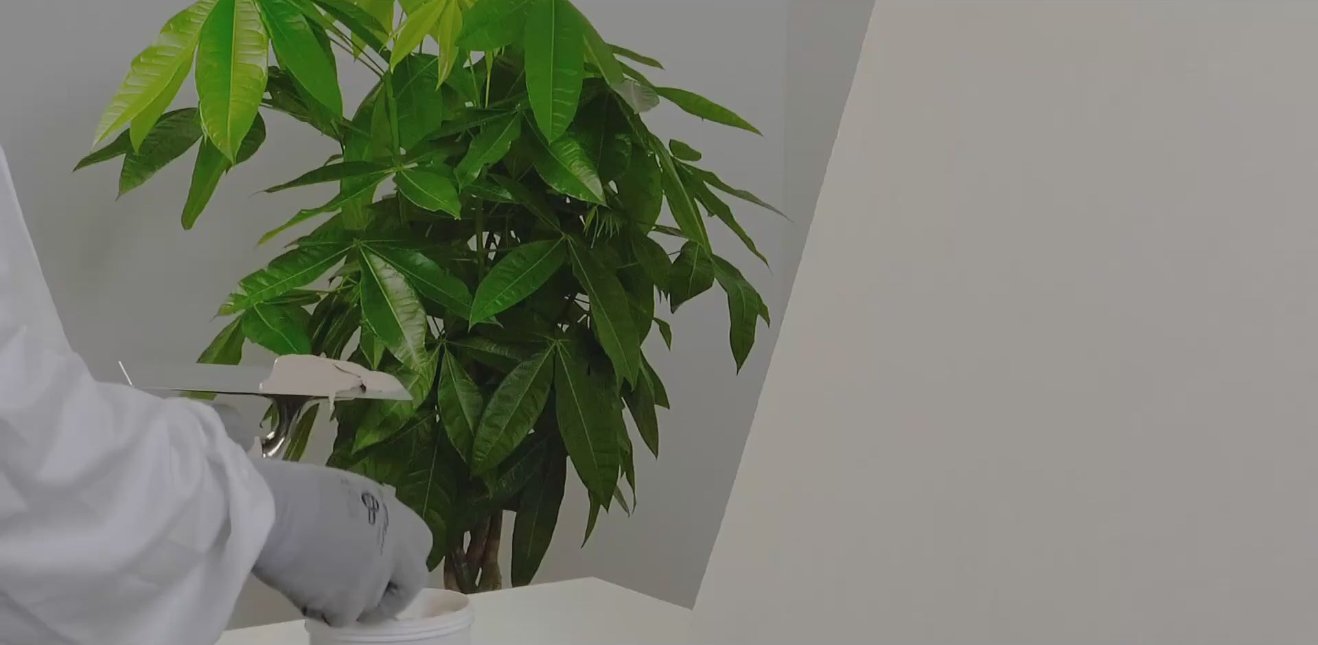 Applying second coat of VIOLANTE Grassello Venetian plaster with overlapping trowel strokes